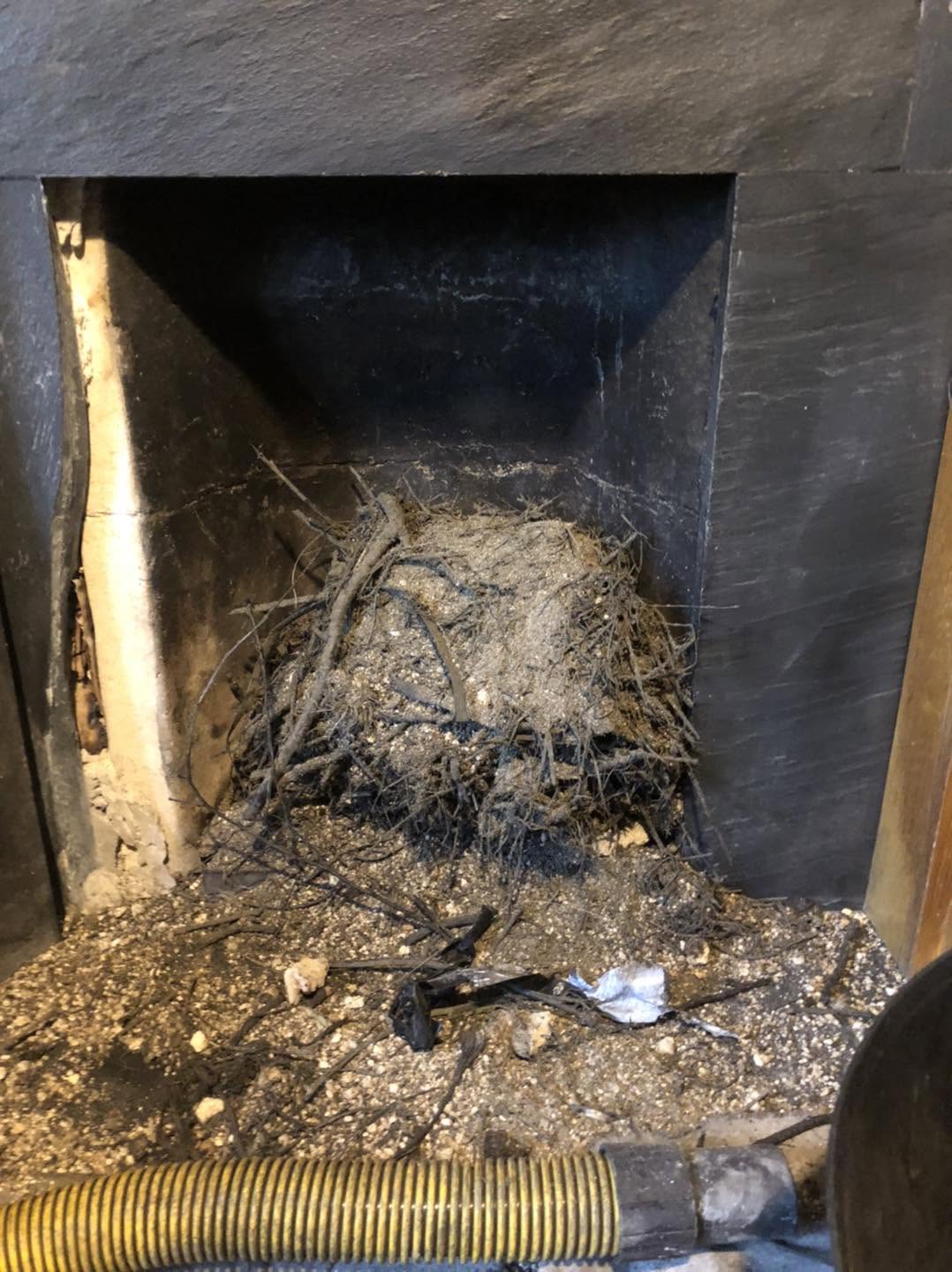 Twigs from a nest cleared into a fireplace opening